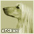 [Dog] Afghan Hound