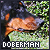 [Dog] Dobermann