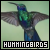[Bird] Hummingbirds