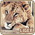 [Feline] Ligers