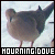 [Bird] Mourning Doves