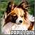 [Dog] Papillon