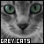 [Feline] Grey Cats